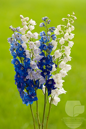 Delphinium