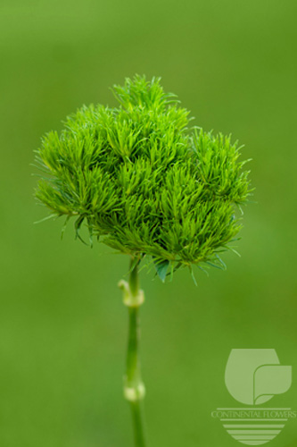 Dianthus