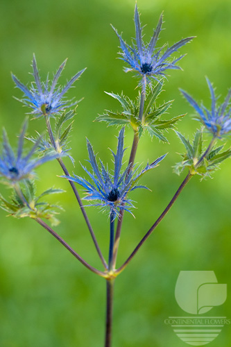 Eryngium