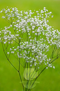 Gypsophila