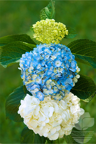 Hydrangeas