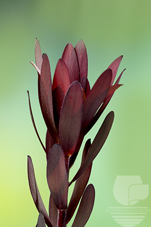 Leucadendron