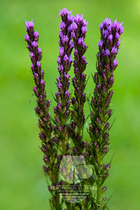 Liatris