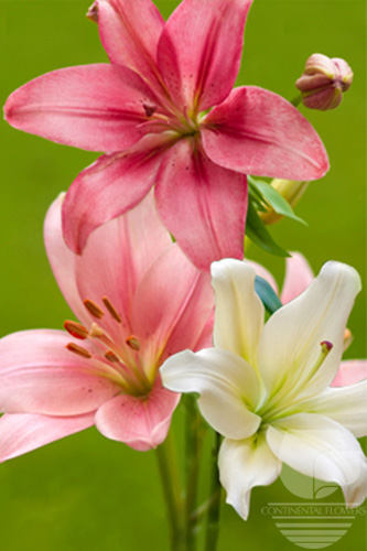 Lily La Hybrid