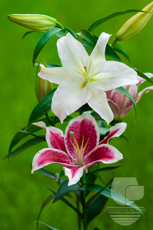 Lily Oriental