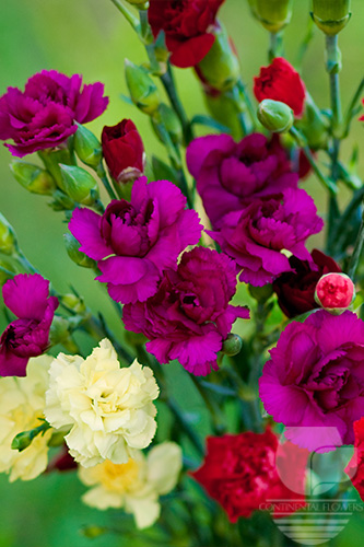 Mini Carnations