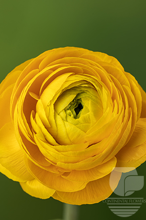 Ranunculus