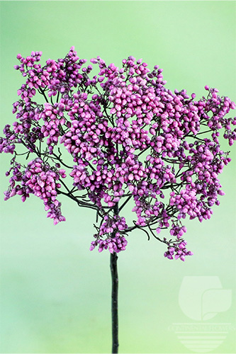 Riceflower