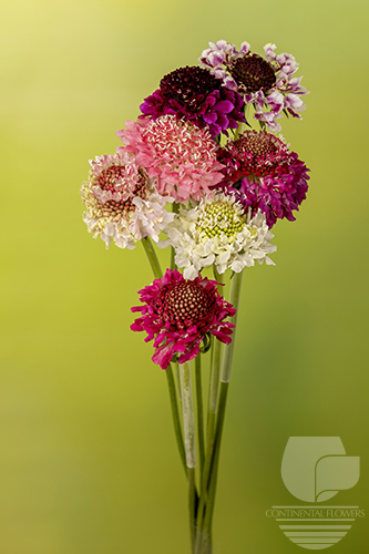 Scabiosa