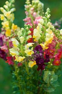 Snapdragon