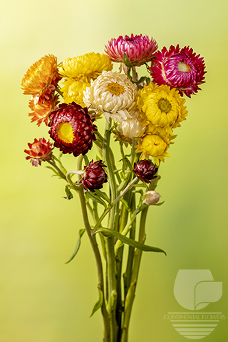 Strawflower