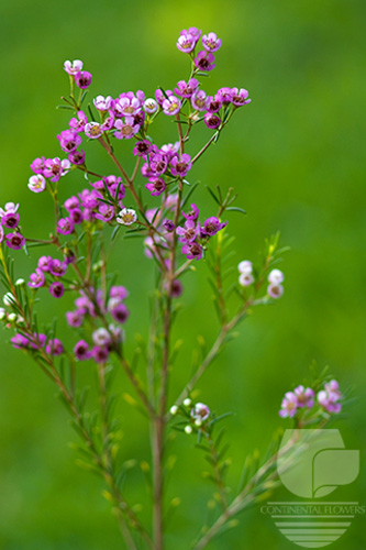 Waxflower